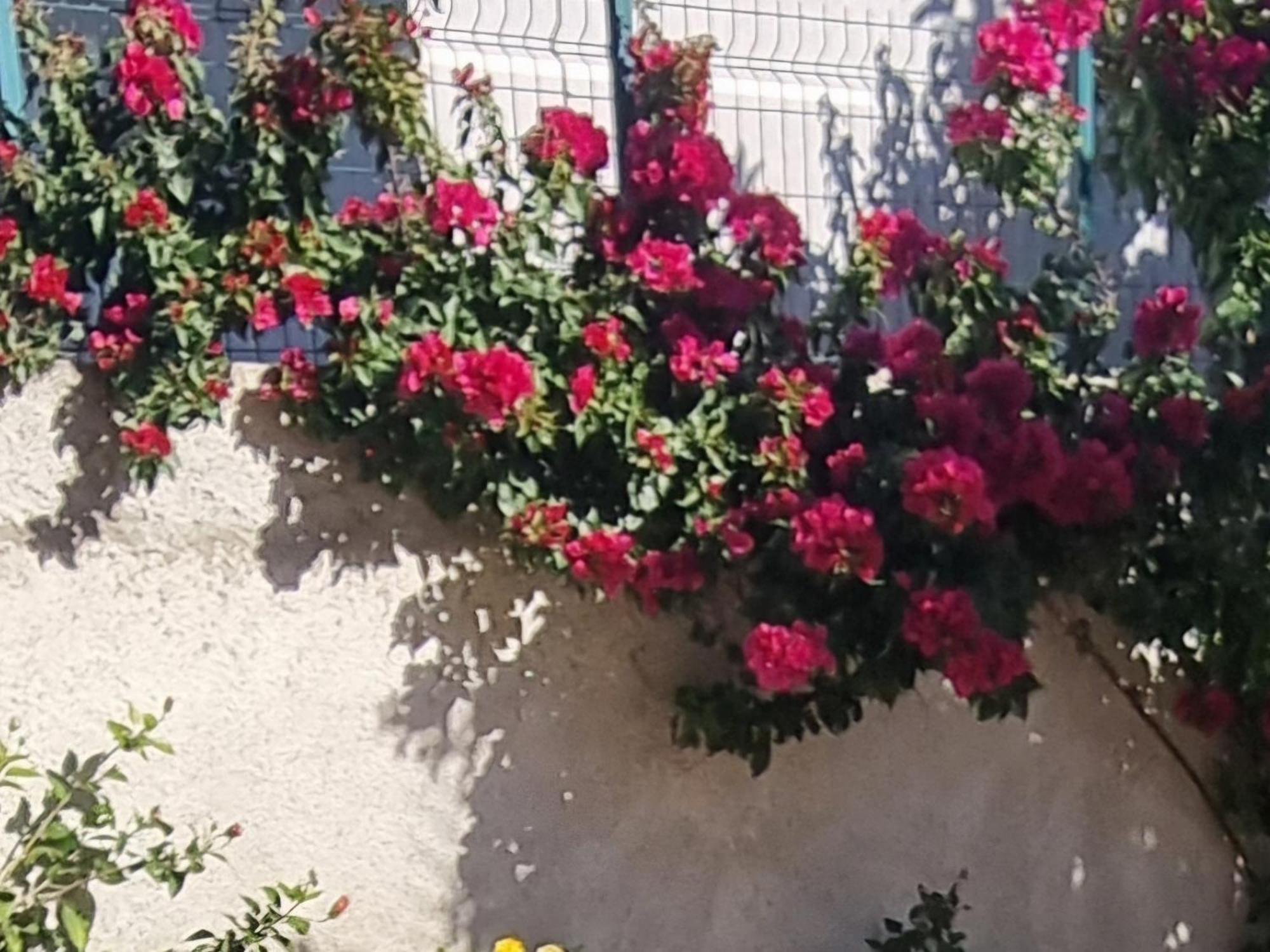 Vila Megi-Rent Room Vlorë 외부 사진