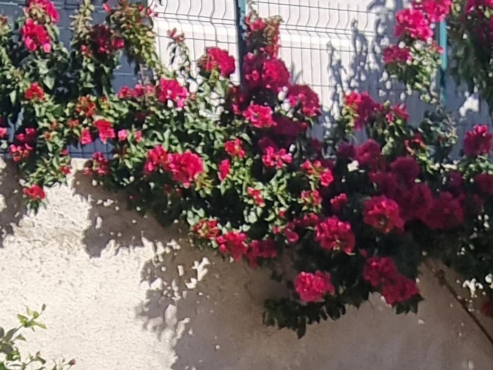 Vila Megi-Rent Room Vlorë 외부 사진