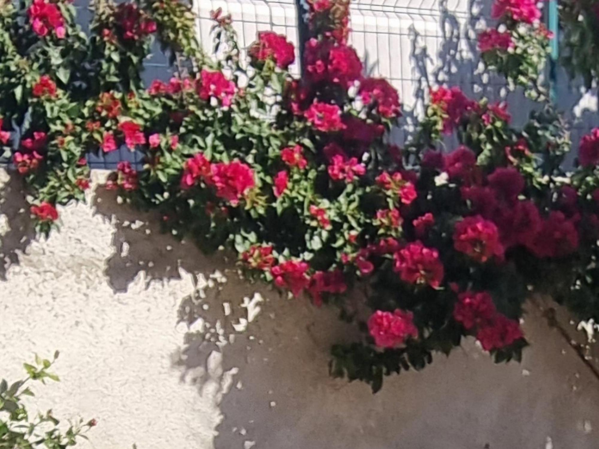 Vila Megi-Rent Room Vlorë 객실 사진